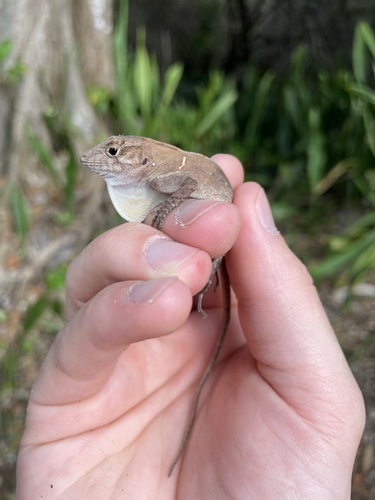 Hispaniolan Stout Anole