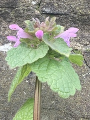 Lamium purpureum
