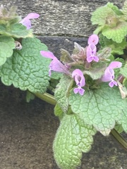 Lamium purpureum
