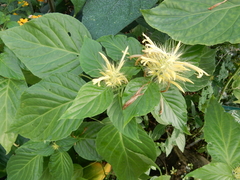 Schaueria calytricha