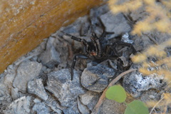 Amblyocarenum walckenaeri