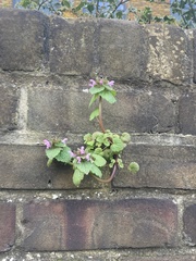 Lamium purpureum