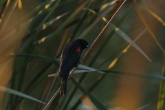 Agelaius phoeniceus
