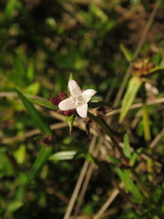 Spermacoce chartensis