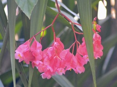 Begonia coccinea