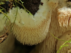 Dentipellicula leptodon