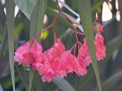 Begonia coccinea