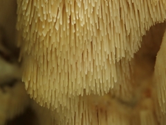 Dentipellicula leptodon