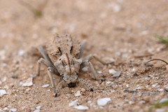 Sepidium tricuspidatum