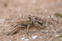 Sepidium tricuspidatum