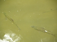 Luciobarbus guiraonis