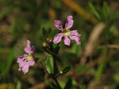 Cuphea ciliata
