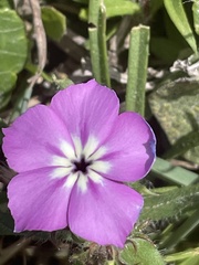 Phlox glabriflora