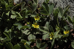 Sibbaldia parviflora