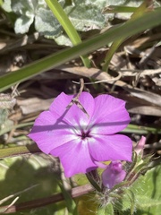 Phlox glabriflora