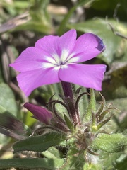 Phlox glabriflora