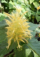 Schaueria calytricha