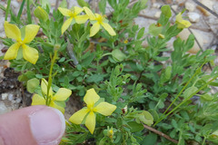 Hypericum suffruticosum