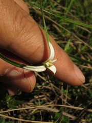 Rhynchospora blepharophora