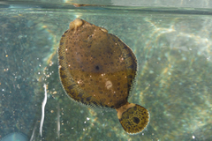 Pleuronichthys coenosus