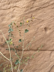 Rhynchosia malacophylla