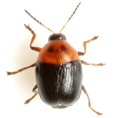 Lexiphanes teapensis