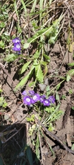 Phacelia patuliflora