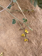 Rhynchosia malacophylla