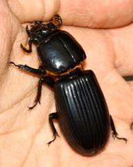 Passalus