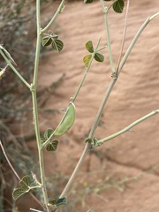 Rhynchosia malacophylla