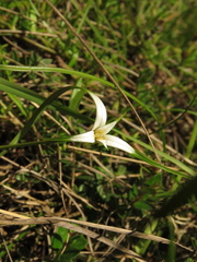 Rhynchospora blepharophora