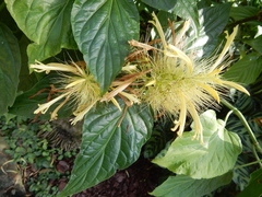 Schaueria calytricha