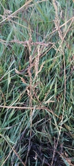 Poaceae