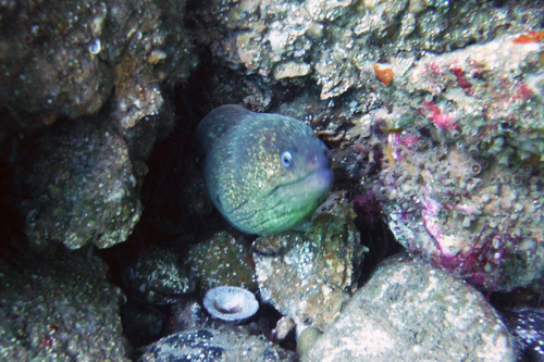 California Moray