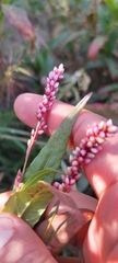 Polygonum