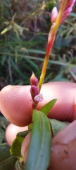 Polygonum