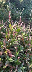 Polygonum