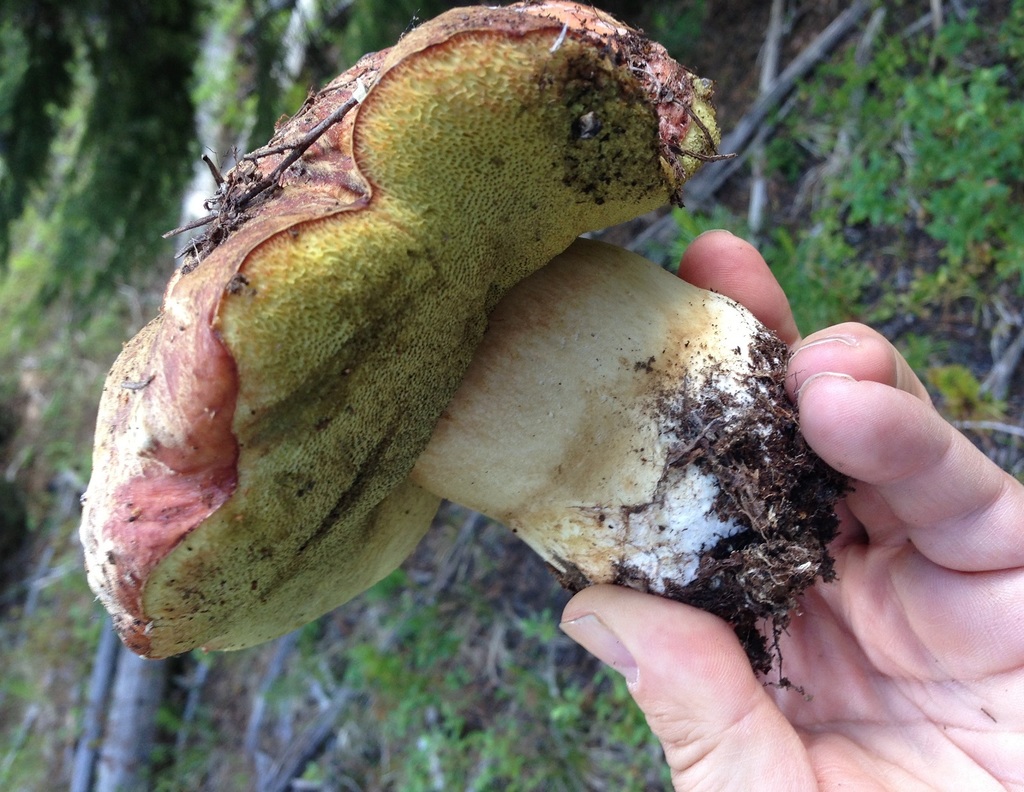Spring King Bolete in June 2013 by joemat · iNaturalist
