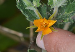 Mentzelia oligosperma