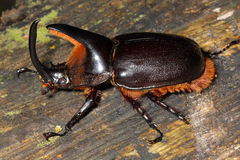 Heterogomphus schoenherri