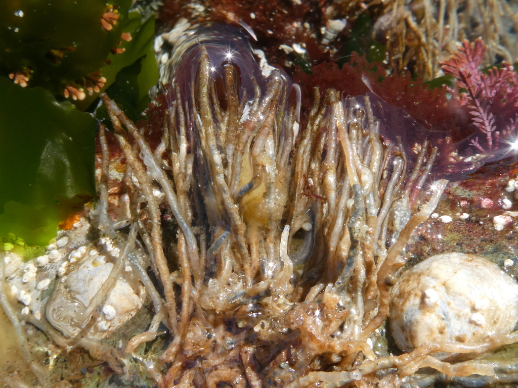 Phyllochaetopterus prolifica