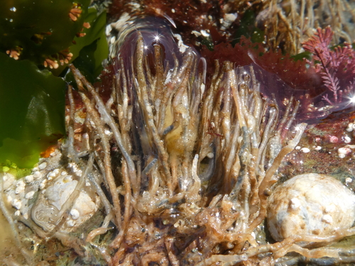 Phyllochaetopterus prolifica