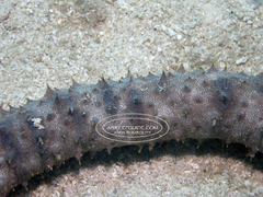 Holothuria impatiens