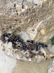 Mytilus californianus