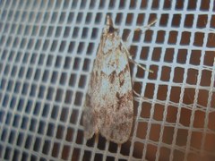 Scoparia basistrigalis