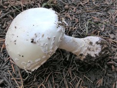 Amanita muscaria alba