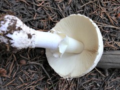 Amanita muscaria alba