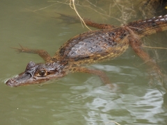 Caiman crocodilus