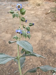 Trichodesma boissieri