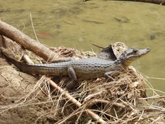 Caiman crocodilus